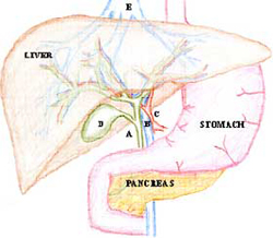 http://laparoscopicsurgeon.net.au/images/liver.jpg